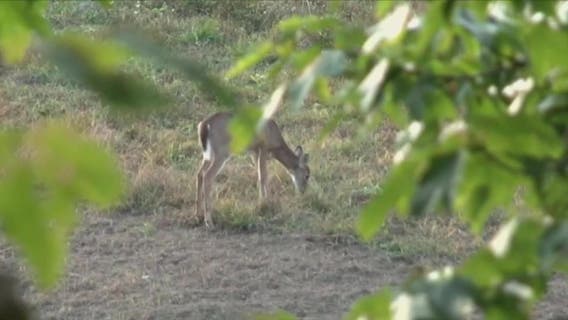 Deer-related car crashes; Wisconsin sees rise in collisions
