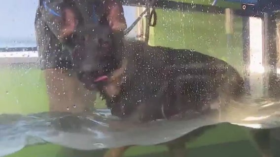 Aqua Therapups in Richfield; therapeutic, fun-based swimming for dogs
