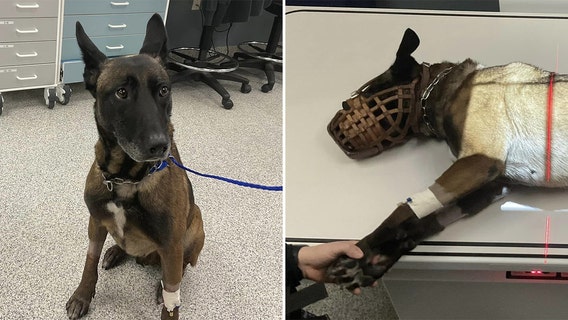 Racine police K-9 recovering, surgery after abdominal complications