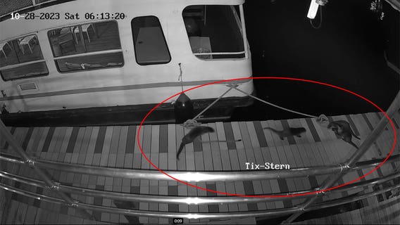 Otters frolic on Milwaukee riverwalk, captured by security camera