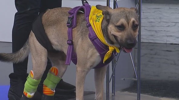Dogs in need of prosthetics; learn about Mr. Boots' journey
