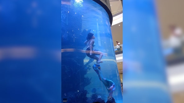 Quick thinking 'mermaid' narrowly escapes drowning after tail gets caught in aquarium tank