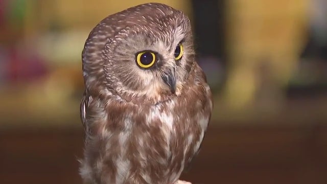 Schlitz Audubon Nature Center; Xtreme Raptor Day