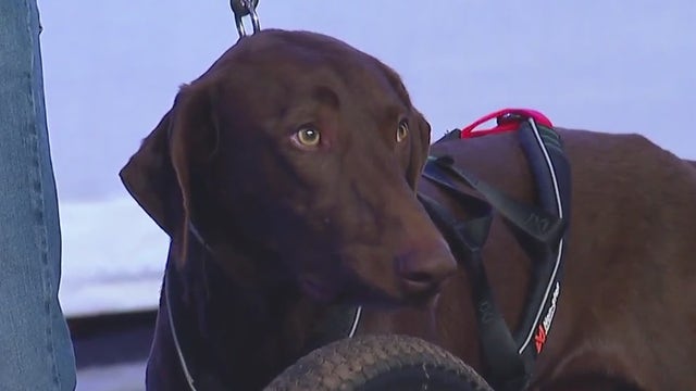 Dog Mushing World Championships