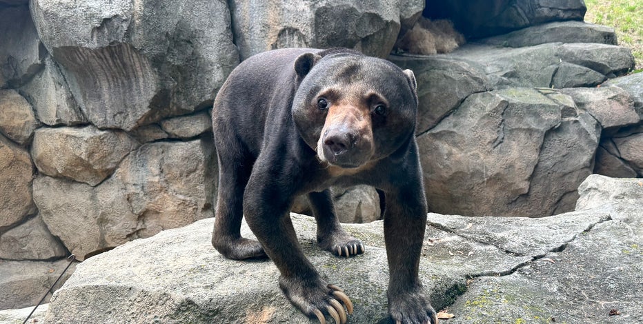 Racine Zoo welcomes 'Fong' the sun bear | FOX6 Milwaukee
