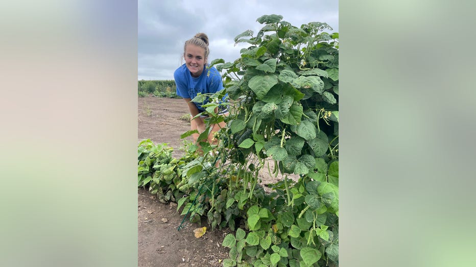 Green-Bean-Trellis.jpg