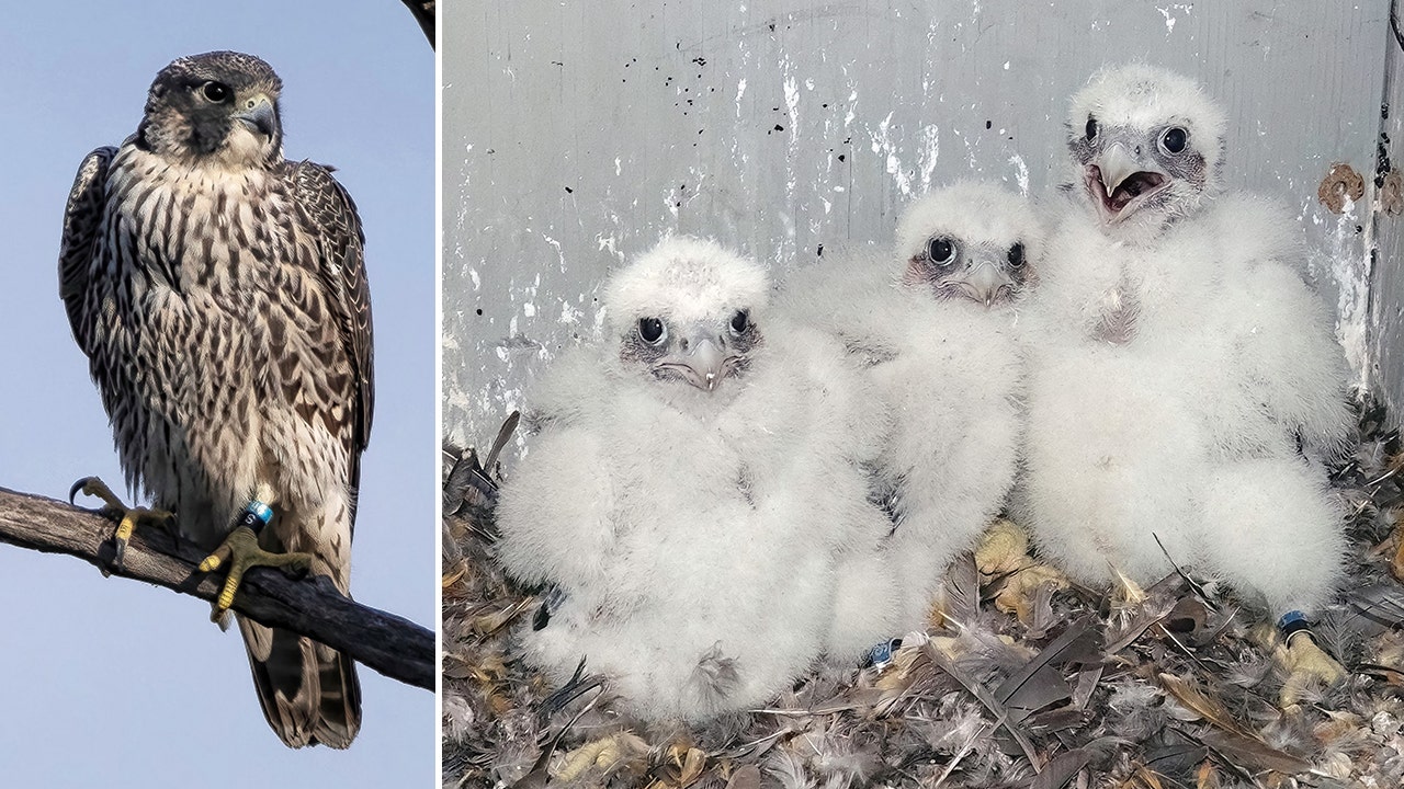 We Energies falcon spotted in Indiana, hatched this spring
