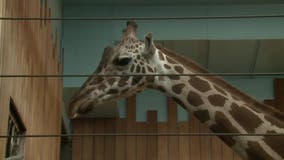 Milwaukee County Zoo introduces giraffe; get to know Kendi