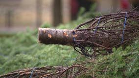 Milwaukee Christmas tree disposal, DPW directed to continue pickup