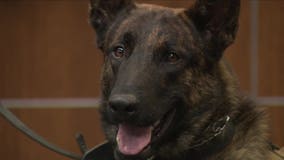 South Milwaukee police K-9 sworn in, 1st in decades