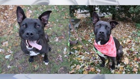 Dog adoption; Rocky at HAWS for over year, in need of home