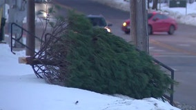Milwaukee Christmas tree disposal, couple hopes to address need