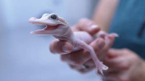 Gatorland makes history with birth of extremely rare white alligator; only 8 in the world