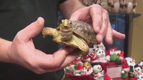 Animal encounters at Racine Zoo's 'Winter Picnic in a Snow Globe'