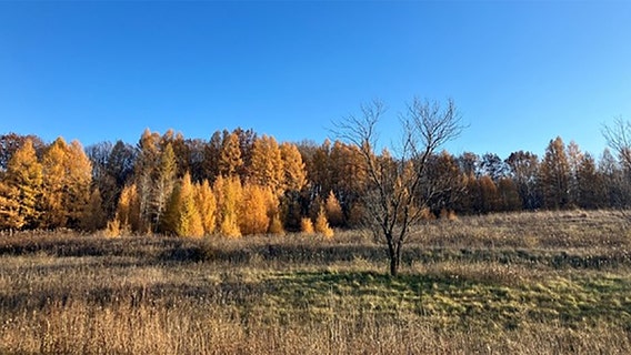 Pike Lake trail closures; DNR announces timber harvest