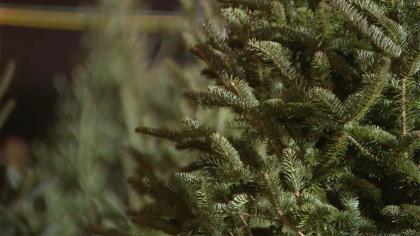 Milwaukee Christmas tree collection starts Thursday; what to know