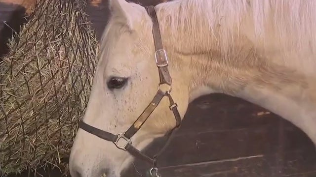 HAWS Schallock Center for Animals; 77-acre property in Delafield