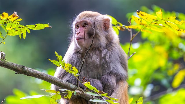 Wisconsin man sentenced for monkey torture video