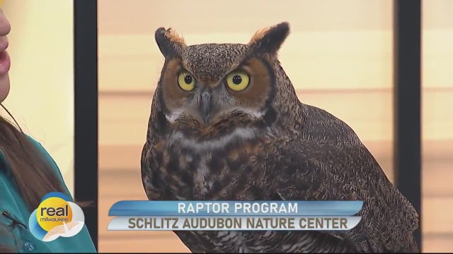 Schlitz Audubon Nature Center Raptor Program