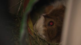 Guinea pigs living outside, Cudahy police aware of uproar