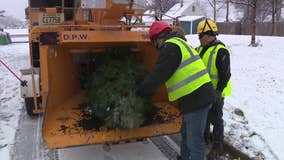 Milwaukee 'Mulch-O-Rama' gives Christmas trees new purpose