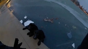 Watch: Indiana officer rescues 2 dogs from icy pond