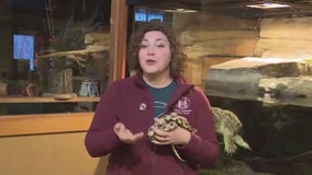 Animal education at Schlitz Audubon Nature Center in Bayside