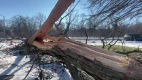 Milwaukee County tree cleanup; broken branches, limbs everywhere
