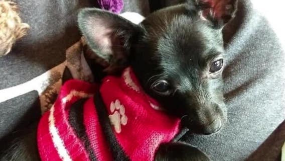 Sussex family says babysitter killed their dog