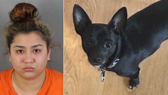 Sussex dog killed, accused babysitter pleads guilty