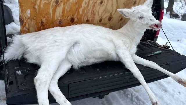 Albino deer; Wisconsin hunter finds rare roadkill