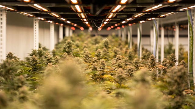 WI marijuana legalization; Gov. Evers to back limited GOP proposal