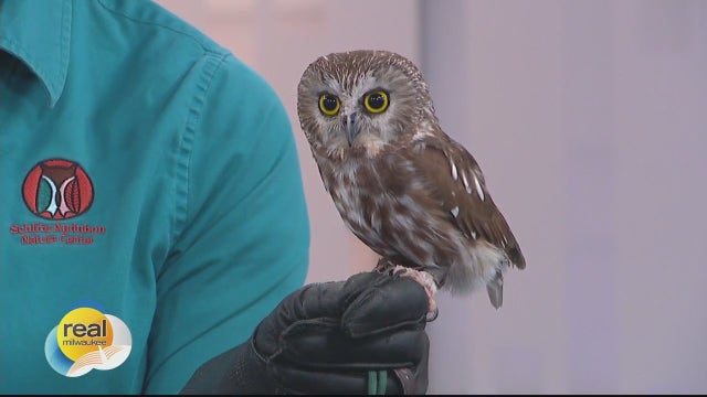 Meet Willow! Schlitz Audubon Nature Center's Raptor Program