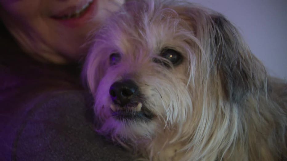 Milwaukee dog disappears; located at bar mile from home, having fun