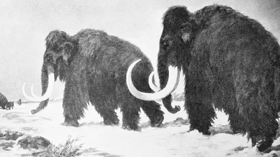 wooly-mammoth-1.jpg