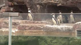 Milwaukee County Zoo penguin habitat groundbreaking, renovation