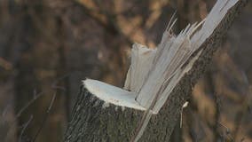 Ashippun tree vandalism leaves police stumped