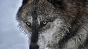 Wolves and Wisconsin: Separating fact from fiction