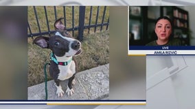 Valentine’s Day with Friends of MADACC at Ope! Brewing Co.