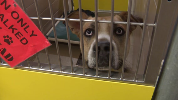 Influx of dogs at HAWS of Waukesha; foster families needed