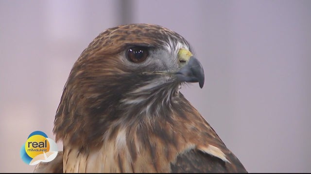 Meet Sky Walker! A member of Schlitz Audubon Nature Center's Raptor Program