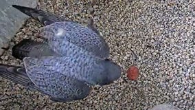 We Energies announces first falcon egg of 2024 nesting season