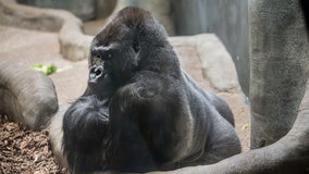 Milwaukee County Zoo: New silverback gorilla at indoor habitat