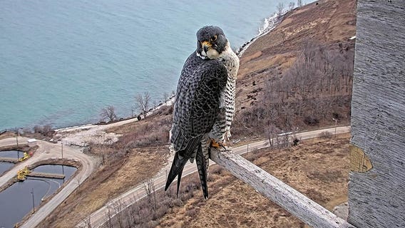 Falcons return to We Energies power plants, sign of spring