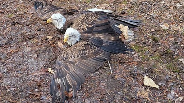 Wisconsin DNR: Bald eagles with talons locked found on walking trail