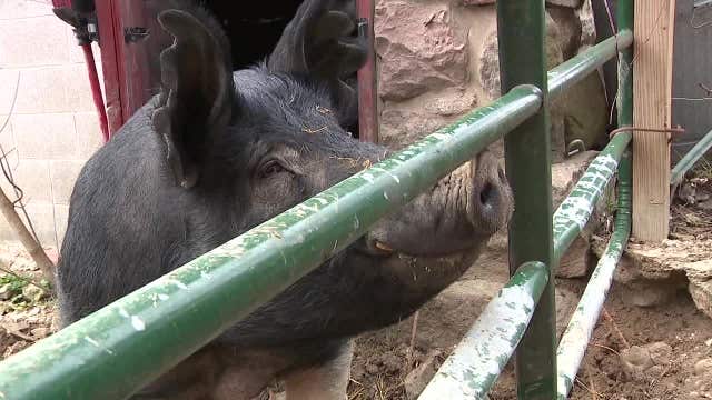 Kenosha County pig on the run, treats used to lure him home