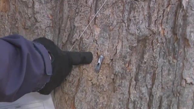 Wehr Nature Center’s 44th Annual Maple Sugar Days