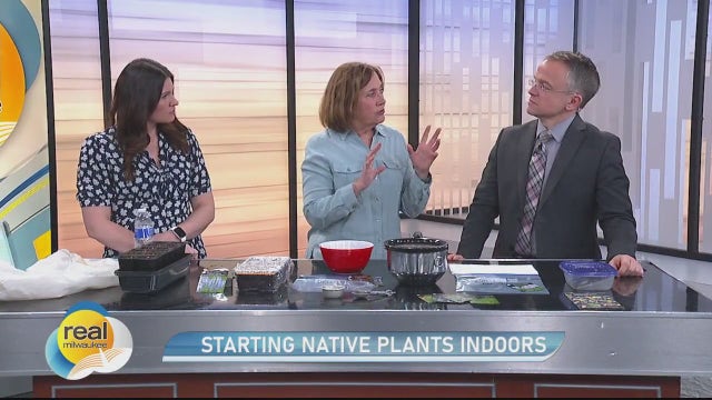 Starting native plants indoors