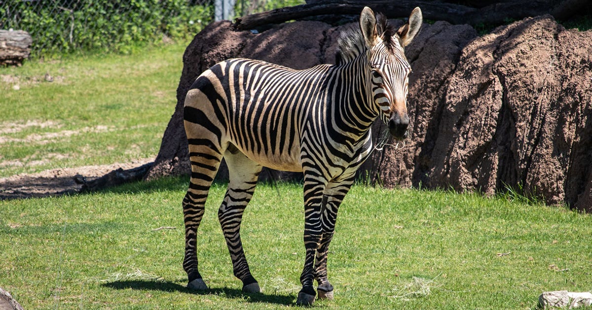 zoo Malex.jpg?ve=1&tl=1
