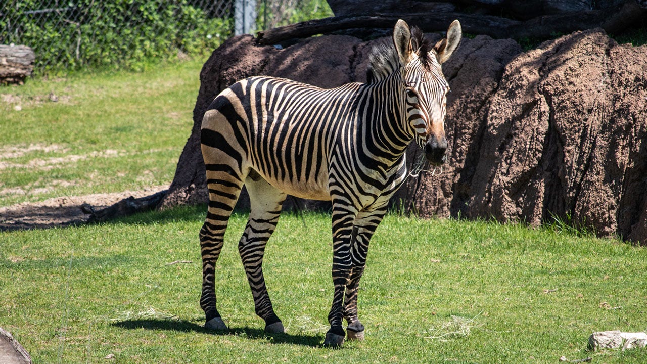 Racine Zoo zebra moves to Dallas, to form new herd | FOX6 Milwaukee